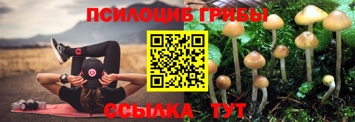 Псилоцибиновые грибы Cubensis Вологда